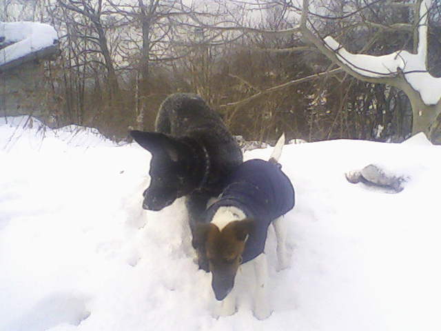 Igi s Dagem na hromadě (sněhu).jpg